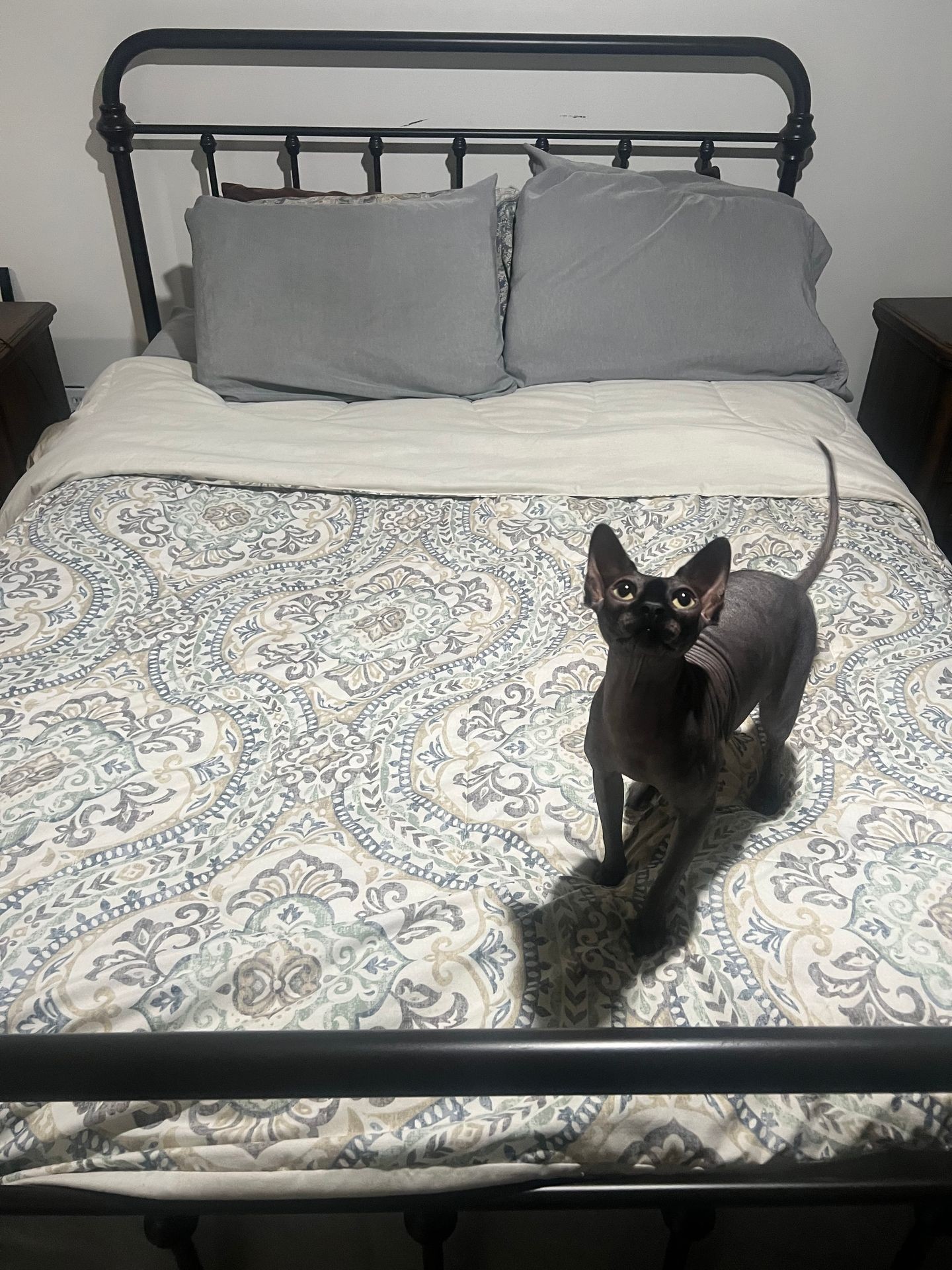 Hairless cat standing on a bed with patterned bedding and gray pillows.